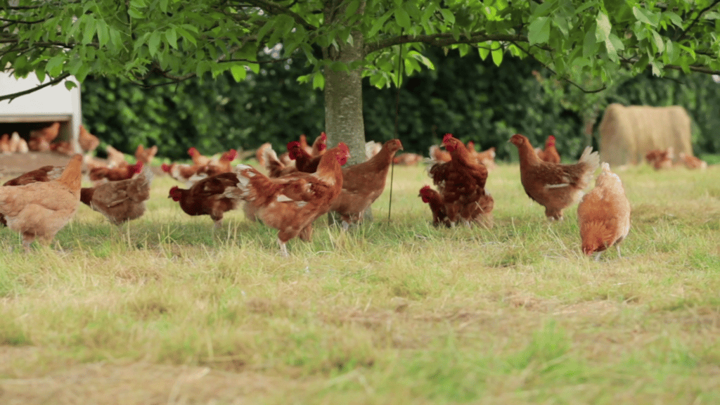 Notre élevage de Poulets fermiers Label Rouge en Vendée Volailles et œufs Label Rouge